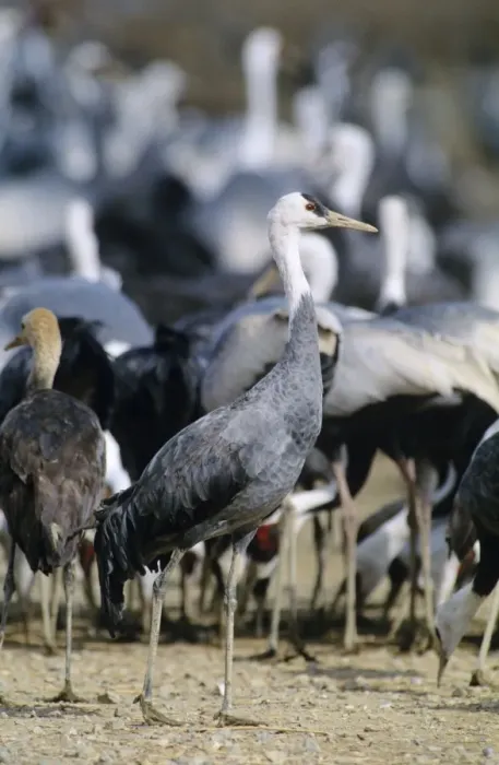 Framed Print : Hooded Crane - Wintering birds feeding - Arasaki swamps - Kagoshima Prefecture - Kyushu - Japan - eastern central Asia JPF39784 Framed Print : Hooded Crane - Wintering birds feeding - Arasaki swamps - Kagoshima Prefecture - Kyushu - Japan - eastern central Asia JPF39784