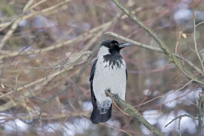 Framed Print : Hooded Crow Framed Print : Hooded Crow