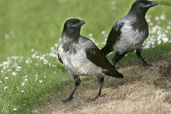 Hooded Crow. Austria