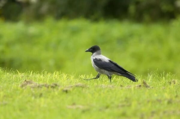 Hooded Crow Corvus corone cornix Finland BI015015