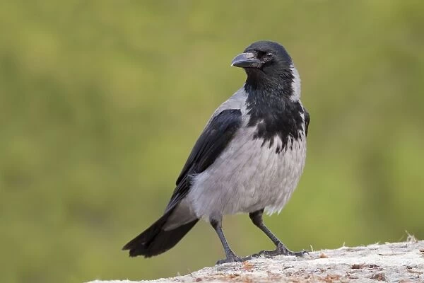 Hooded Crow - Norway