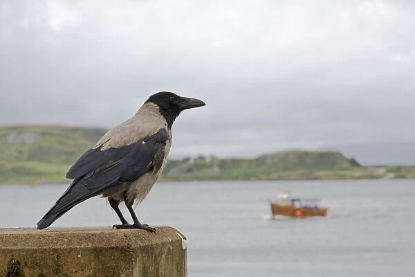 Hooded Crow - Single adult perching on sea wall. Oban, Scotland, UK
