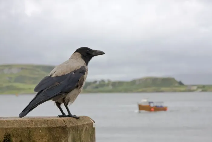 Framed Print : Hooded Crow - Single adult perching on sea wall. Oban, Scotland, UK Framed Print : Hooded Crow - Single adult perching on sea wall. Oban, Scotland, UK