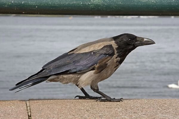 Hooded Crow - Single adult perching on sea wall. Oban, Scotland, UK
