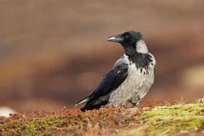 Framed Print : Hooded Crow. Varanger - Norway Framed Print : Hooded Crow. Varanger - Norway