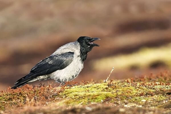 Hooded Crow. Varanger - Norway
