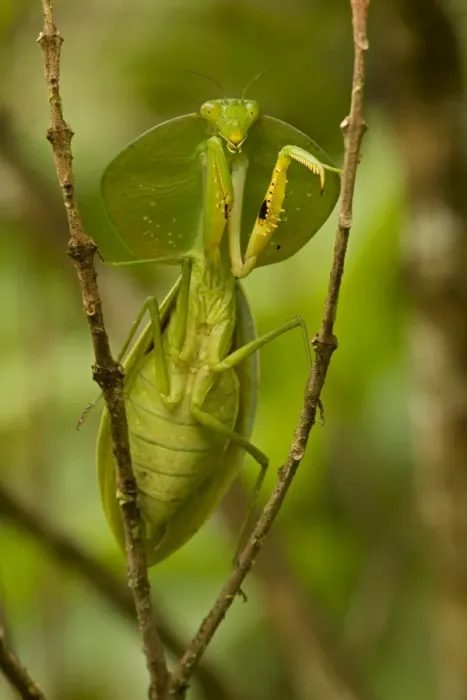 Framed Print : Hooded Mantis - Costa Rica Framed Print : Hooded Mantis - Costa Rica