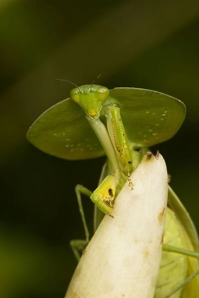 Hooded Mantis - Costa Rica