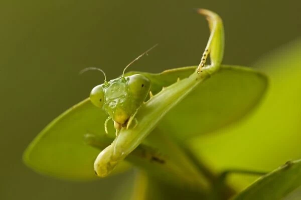 Hooded Mantis - with prey - Costa Rica