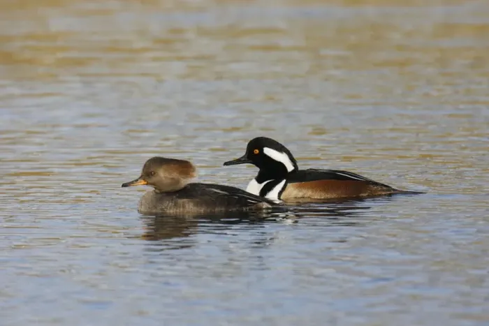 Framed Print : Hooded Merganser Framed Print : Hooded Merganser