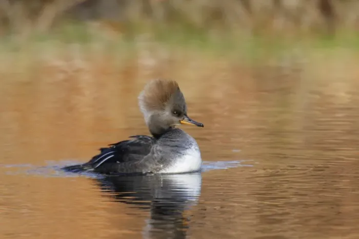 Framed Print : Hooded Merganser Framed Print : Hooded Merganser