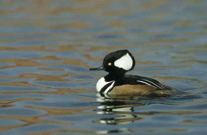 Framed Print : Hooded Merganser Pensthorpe, Norfolk, UK BI004687 Framed Print : Hooded Merganser Pensthorpe, Norfolk, UK BI004687