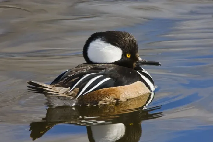 Framed Print : Hooded Merganser - in winter. New Mexico in February Framed Print : Hooded Merganser - in winter. New Mexico in February
