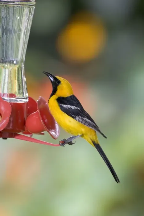 Framed Print : Hooded Oriole - male, at a hummingbird feeder. Southern USA: California to Texas; in Mexico: Baja California, Gulf coast and Pacific coast. (Photo: San Diego, California, USA) Framed Print : Hooded Oriole - male, at a hummingbird feeder. Southern USA: California to Texas; in Mexico: Baja California, Gulf coast and Pacific coast. (Photo: San Diego, California, USA)