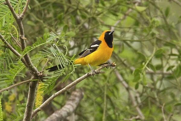 Hooded Oriole South Texas in April