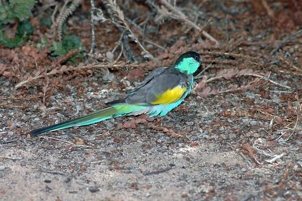 Hooded Parrot male foraging on ground. Sedentary, uncommon. Bird park, Kalbarri, W. Australia