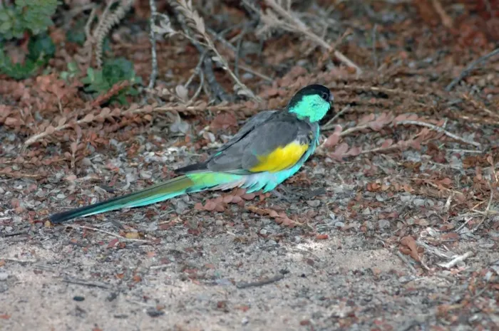 Framed Print : Hooded Parrot male foraging on ground. Sedentary, uncommon. Bird park, Kalbarri, W. Australia Framed Print : Hooded Parrot male foraging on ground. Sedentary, uncommon. Bird park, Kalbarri, W. Australia