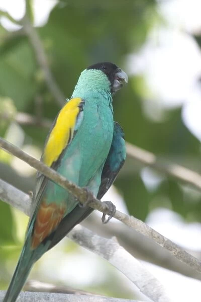 Hooded Parrot - male. An uncommon and localised parrot of northern Northern Territory, Australia. Prefers dry savannah woodlands and open forest with termite mounds and grass or spinifex ground cover