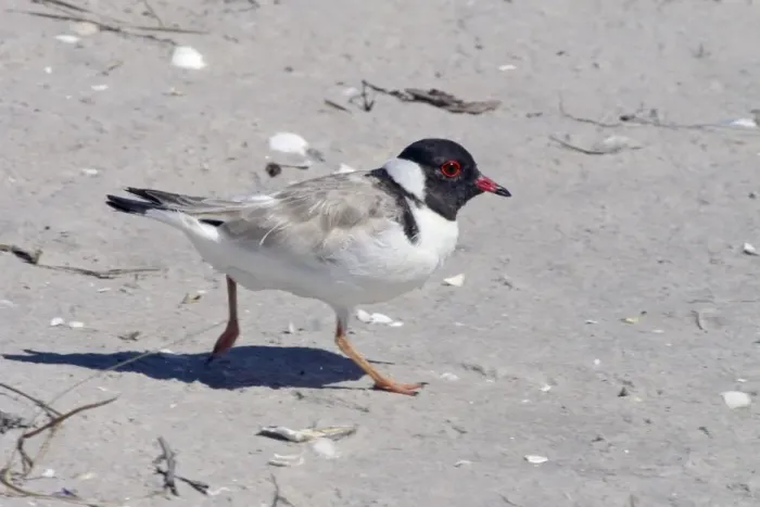 Framed Print : Hooded Plover - Orford, Tasmania, Australia Framed Print : Hooded Plover - Orford, Tasmania, Australia