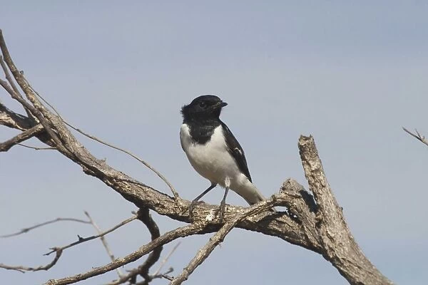 Hooded Robin, male. Near Lajamanu an aboriginal settlement on the northern edge of the Tanami Desert. Northern Territory, Australia. An uncommon species found throughout most of Australia except for the north and east