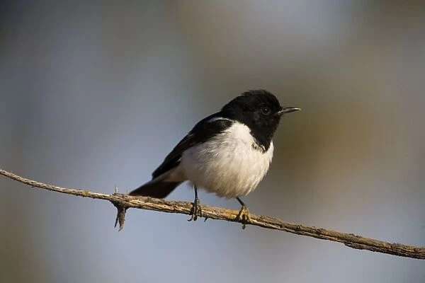 Hooded Robin - male Widespread but uncommon in open woodlands and scrublands across most of Australia except in the far north where it is rare. Near Mt Barnett, Gibb River Road, Kimberley, Western Australia