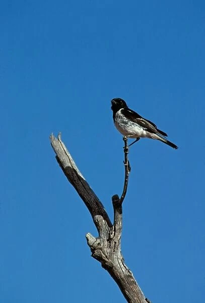 Hooded Robin - Perched on branch - Central Australia JPF08087