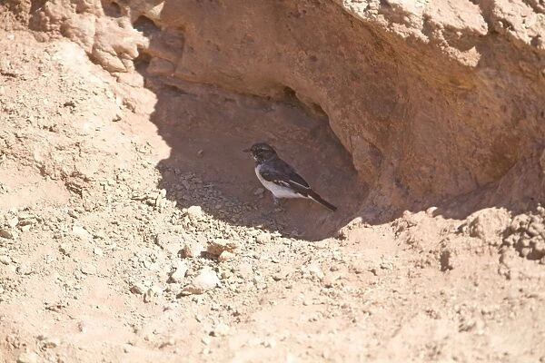 Hooded Robin - sheltering from the heat in a road cutting 40km south of Alice Springs on the Santa Teresa Road, Northern Territory, Australia