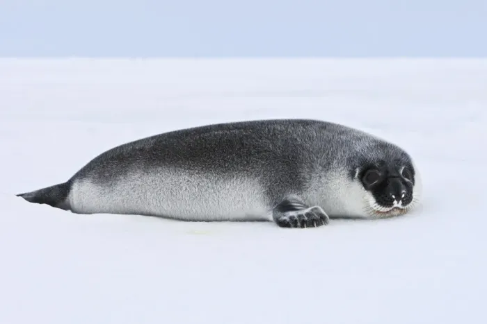 Framed Print : Hooded Seal - 4 day old young Magdalen Islands Quebec Canada Framed Print : Hooded Seal - 4 day old young Magdalen Islands Quebec Canada