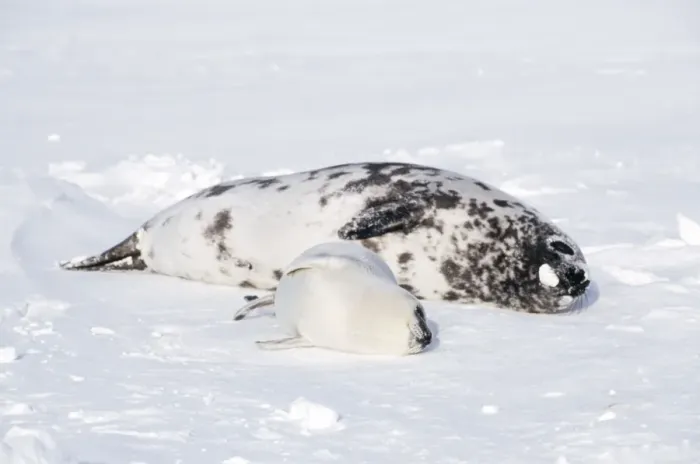 Framed Print : Hooded Seal - Female and pup in snow Framed Print : Hooded Seal - Female and pup in snow