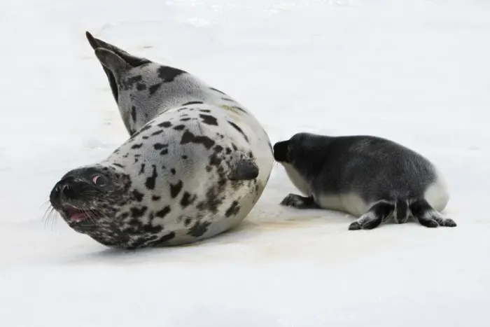 Framed Print : Hooded Seal - female & young, 4 days old Framed Print : Hooded Seal - female & young, 4 days old