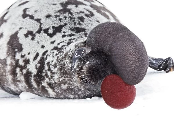 Hooded Seal Magdalen Islands Canada