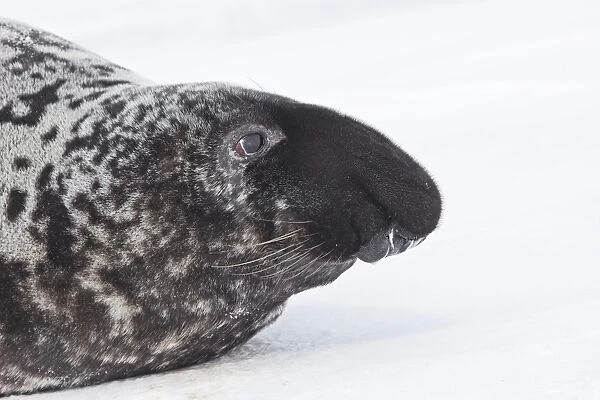 Hooded Seal Magdalen Islands Canada