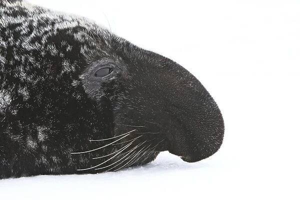 Hooded Seal Magdalen Islands Quebec Canada