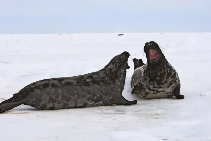 Framed Print : Hooded Seal - male & female Framed Print : Hooded Seal - male & female