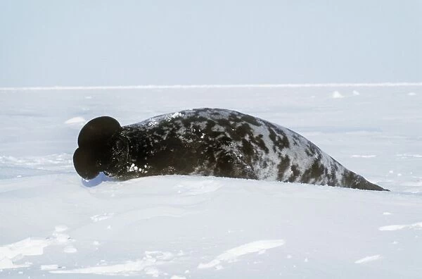 Hooded Seal - male with inflated proboscis (hood)