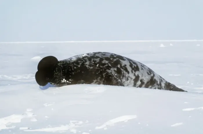 Framed Print : Hooded Seal - male with inflated proboscis (hood)