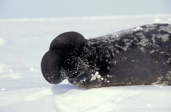 Hooded Seal Male with its porboscis ('hood') inflated