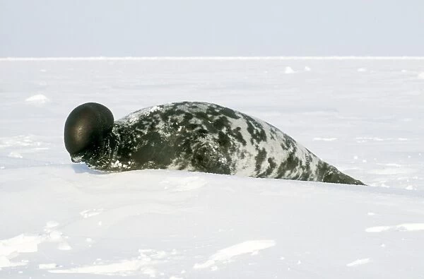 Hooded Seal Male with its Proboscis ('hood') inflated