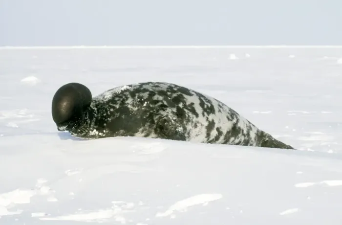 Framed Print : Hooded Seal Male with its Proboscis ('hood') inflated Framed Print : Hooded Seal Male with its Proboscis ('hood') inflated