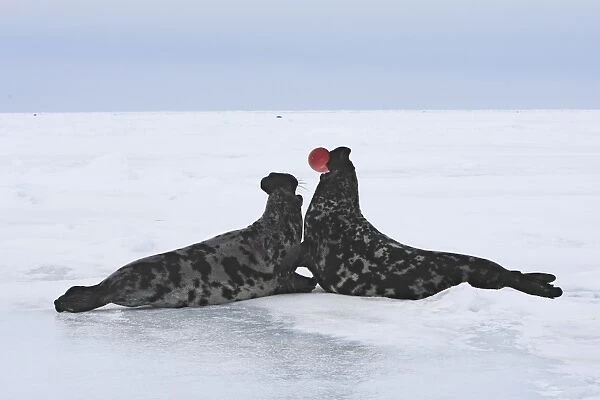 Hooded Seal - males fighting Magdalen Islands Quebec Canada