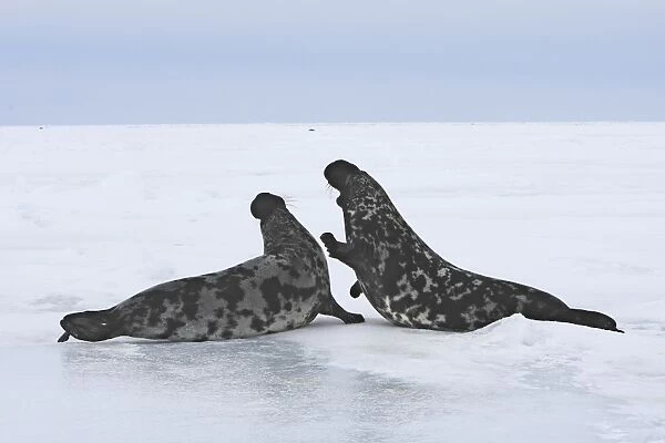 Hooded Seal - males fighting Magdalen Islands Quebec Canada