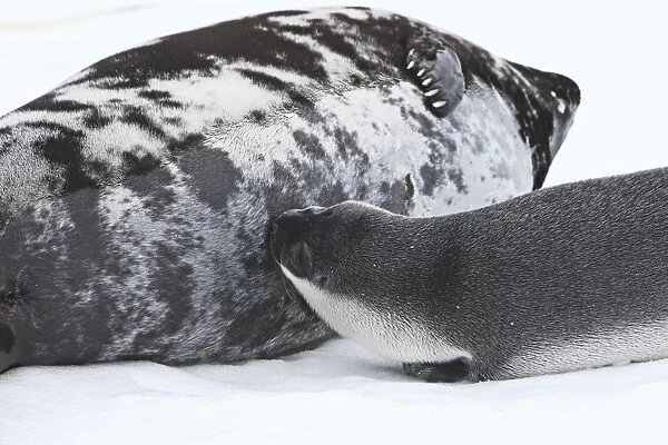 Hooded Seal - mother & 4 day old young suckling. Magdalen Islands Quebec Canada