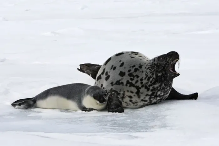 Framed Print : Hooded Seal - mother & young 4 days old Magdalen Islands Canada