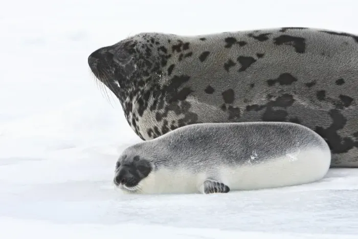 Framed Print : Hooded Seal - mother & young 4 days old Magdalen Islands Canada Framed Print : Hooded Seal - mother & young 4 days old Magdalen Islands Canada