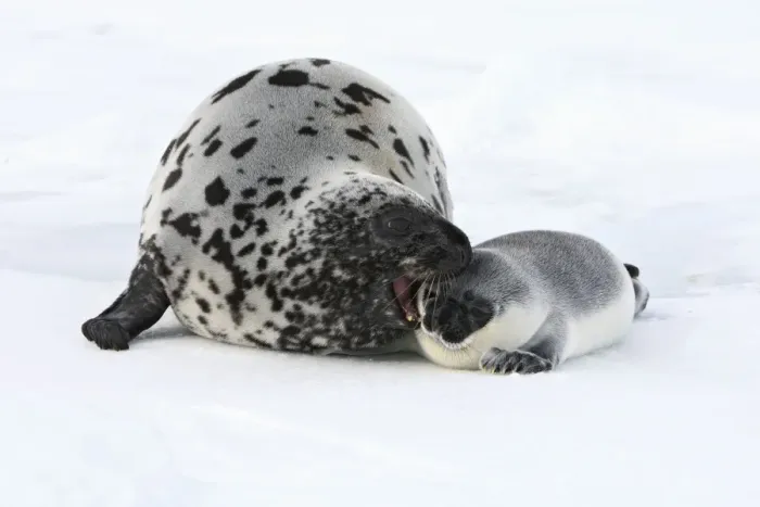 Framed Print : Hooded Seal - mother & young 4 days old Magdalen Islands Canada Framed Print : Hooded Seal - mother & young 4 days old Magdalen Islands Canada