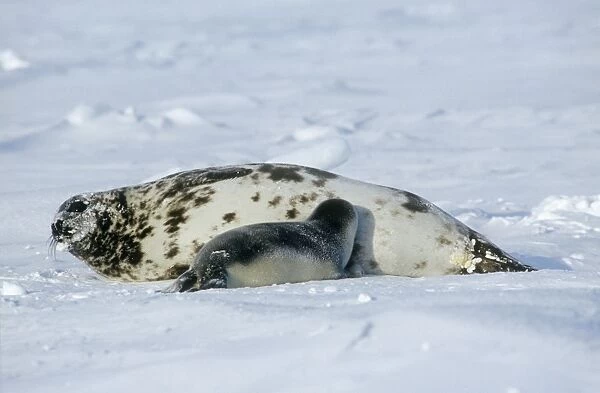 Hooded Seal - with suckling young 