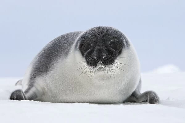 Hooded Seal - young 4 days old Magdalen Islands Canada