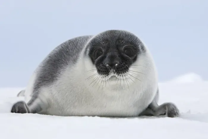 Framed Print : Hooded Seal - young 4 days old Magdalen Islands Canada