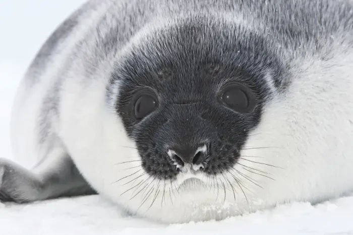 Framed Print : Hooded Seal - young 4 days old Magdalen Islands Canada Framed Print : Hooded Seal - young 4 days old Magdalen Islands Canada