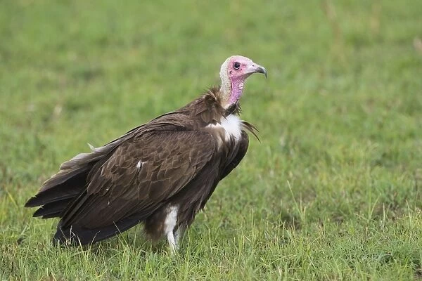 Hooded Vulture Maasai Mara Triangle, Kenya